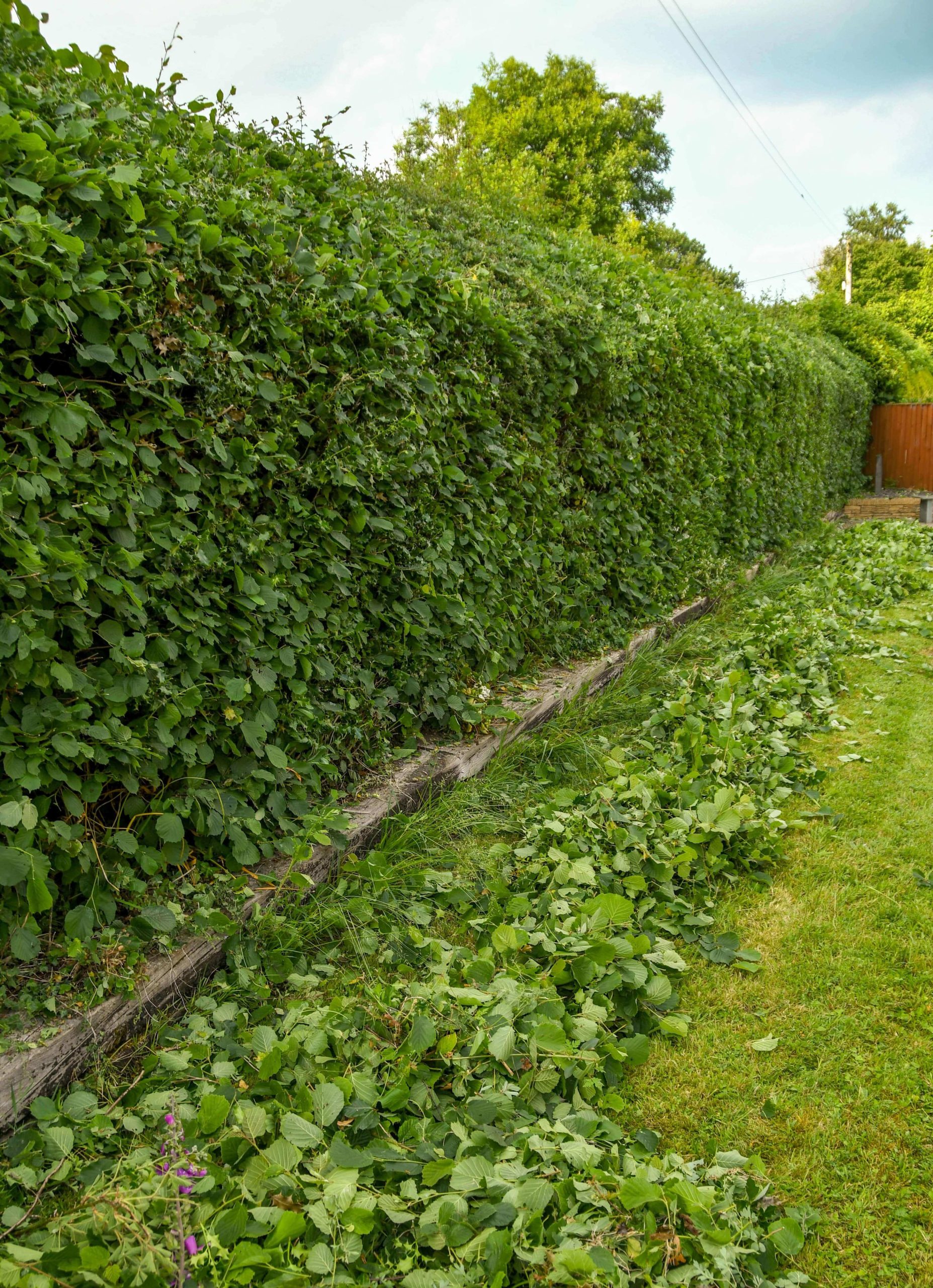 Garden Maintenance Chessington KT9